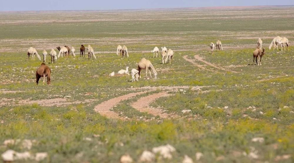 حليب الإبل في رمضان.. إرث الأجداد وخيار الصائمين المثالي - واس