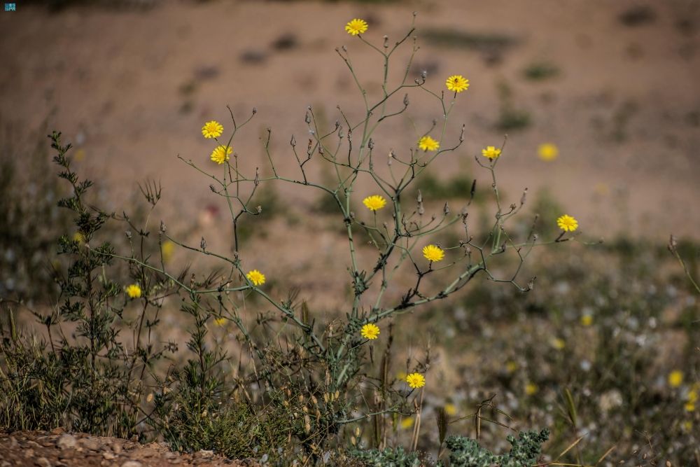 نبات اليعضيد يزيّن براري الحدود الشمالية - واس