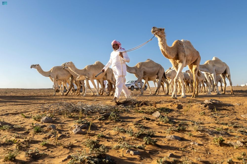 إنشاء مدينة الإبل النموذجية في القرية العليا - واس