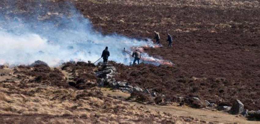 Controlling_gorse_on_Dartmoor_752-1746467269288.jpg--_image__herbythyme_wikimedia_commons_ Controlling_gorse_on_Dartmoor_752-1746467269288.jpg--_image__herbythyme_wikimedia_commons_