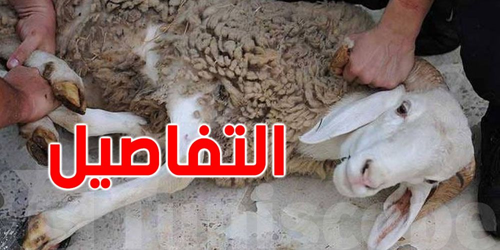 توصيات لضمان أضاحي سليمة وعيد بصحة جيّدة