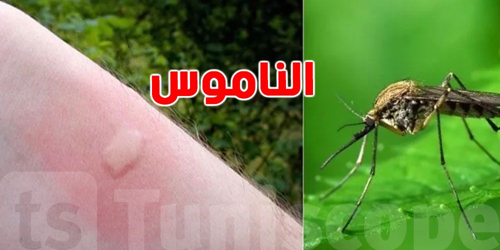 هل تؤدي ''قرصة الناموسة'' إلى الموت؟ الحقيقة وتأثيراتها الصحية