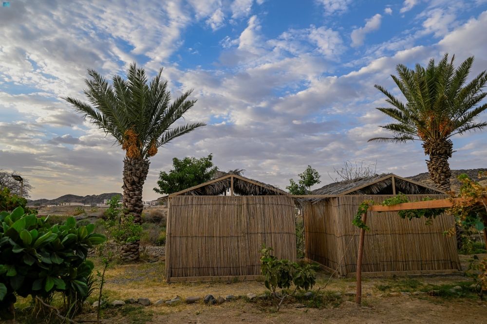 مزارع نخيل العقيق تثمر اقتصاديًّا - واس