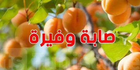 القيروان: ارتفاع صابة المشمش إلى 18.2 ألف طن ...وحركية اقتصادية كبيرة - تليجراف الخليج