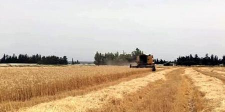 مع بدء موسم حصاد القمح … زراعة طرطوس تطلب من المزارعين عدم إشعال النيران بعد حصاد الحقول - تليجراف الخليج