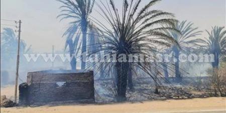 حريق هائل يلتهم مساحات من زراعات النخيل والفواكه في الوادي الجديد - تليجراف الخليج