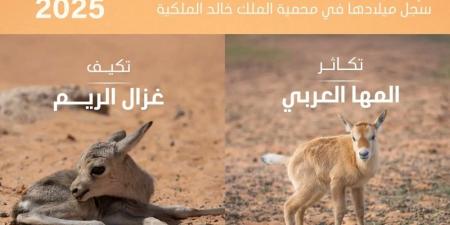 تسجيل ولادة 74 حيوانًا بريًا في محمية الملك خالد الملكية - تليجراف الخليج