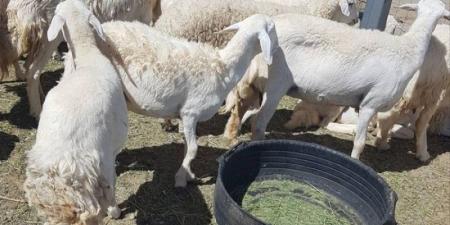 أسعار جنونية للأضاحي بمحافظات الوديان - تليجراف الخليج