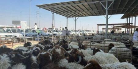 محرم القادم .. بيع المواشي بالميزان لمواجهة التلاعب بالاسعار - تليجراف الخليج