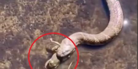 سلوك غريب لأفعى يثير الجدل .. تبتلع ضفدعًا ثم تخرجه من أحشائها مرارًا .. فيديو - تليجراف الخليج