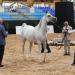 كأس الإمارات العالمي لجمال الخيل تواصل منافساتها في المغرب - تليجراف الخليج