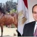 في إطار توجيهات الرئيس السيسي.. إقامة بطولة «أصيل» للحصان العربي المصري - تليجراف الخليج