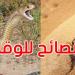 مع بداية الصيف: هذه توصيات وزارة الصحة للتوقي من لدغات العقارب والثعابين - تليجراف الخليج