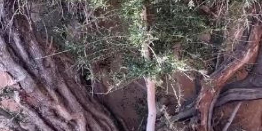 شجرة زيتون عملاقة في تبوك تتحول إلى معلم في وادي الزيتة - تليجراف الخليج