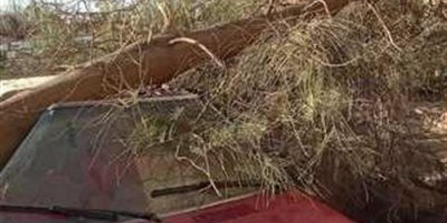 تحطم سيارة في شارع شمبليون إثر سقوط شجرة والعناية الإلهية تنقذ المارة - تليجراف الخليج