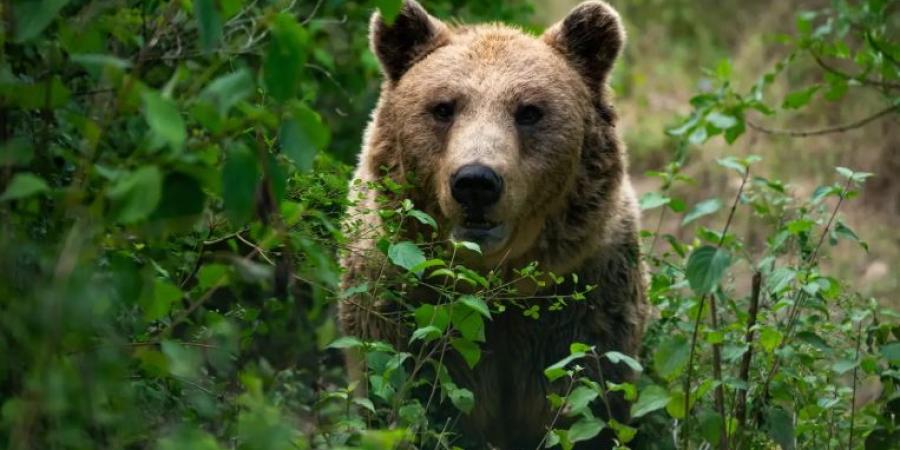 بالفيديو .. في حادثة غريبة دب يتسلق شجرة هربًا من الكلاب - تليجراف الخليج
