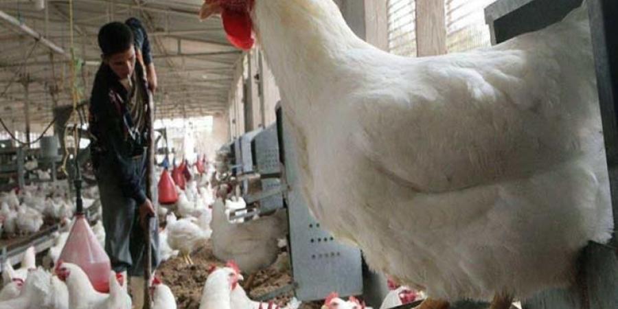 أسعار الدواجن اليوم الاثنين 19-5-2025 - تليجراف الخليج