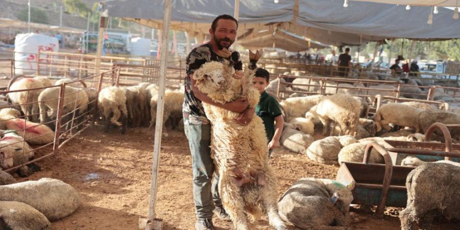 الزراعة: استقرار أسعار الأضاحي المحلية وارتفاع المستوردة في عيد الأضحى - تليجراف الخليج