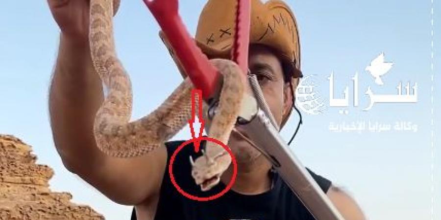 بالفيديو .. شاب أردني يصطاد "أفعى القرون" في وادي رم ويصفها بـ"التنين" - تليجراف الخليج