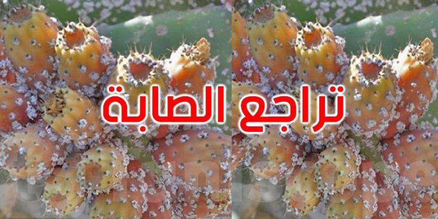 القصرين: تراجع صابة التين الشوكي بسبب الحشرة القرمزية - تليجراف الخليج