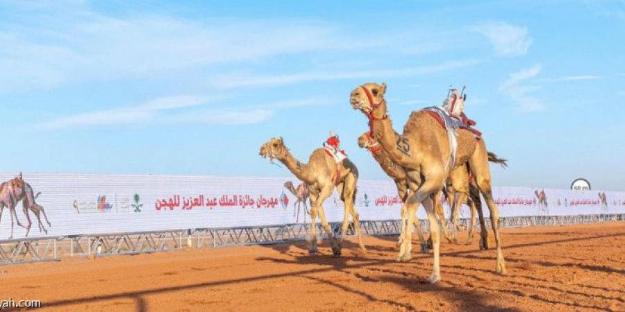 الأحد.. انطلاق موسم هجن الطائف - تليجراف الخليج