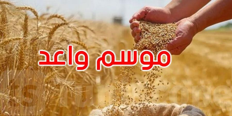 بأكثر من 10,8 مليون قنطار: تونس تتجاوز معدل خمس سنوات في تجميع الحبوب - تليجراف الخليج