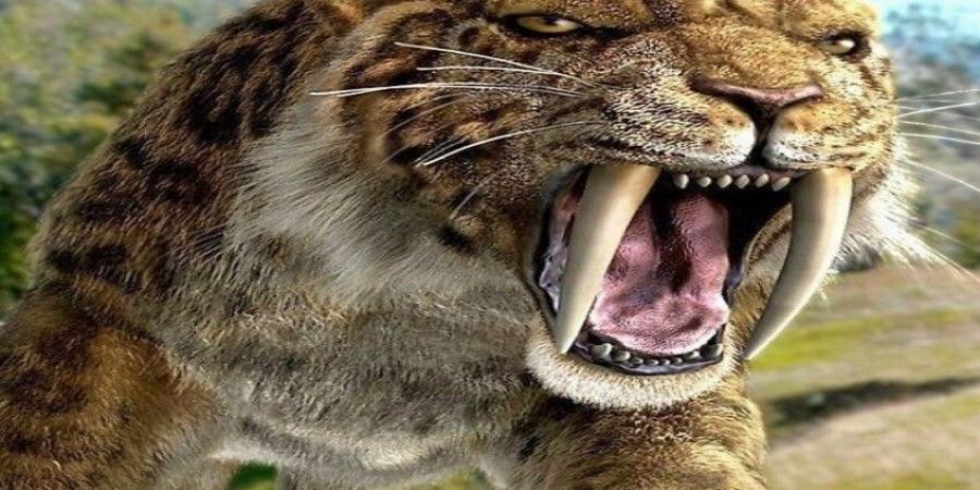 تغير المناخ وأثره على انقراض النمور ذات الأسنان السيفية.. دروس من الماضي وتحذيرات للمستقبل - تليجراف الخليج